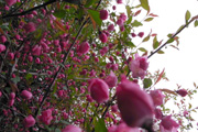 080425_02.jpg